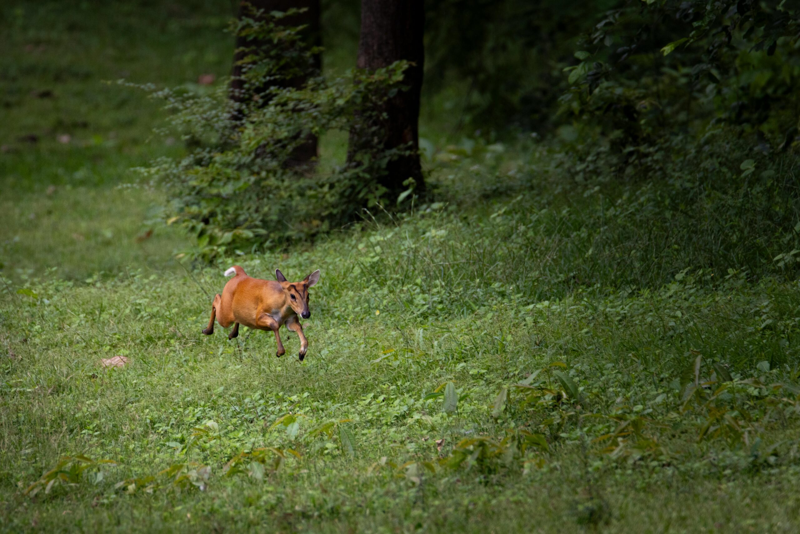 Captivating shot of a Muntjac deer running through a verdant forest landscape.