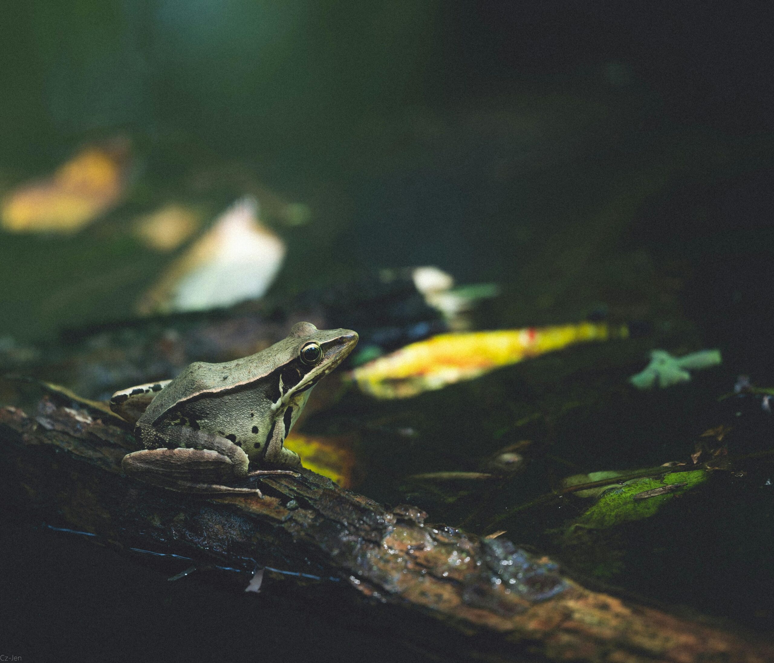 Close-up of a frog on a log in a serene forest, surrounded by nature.