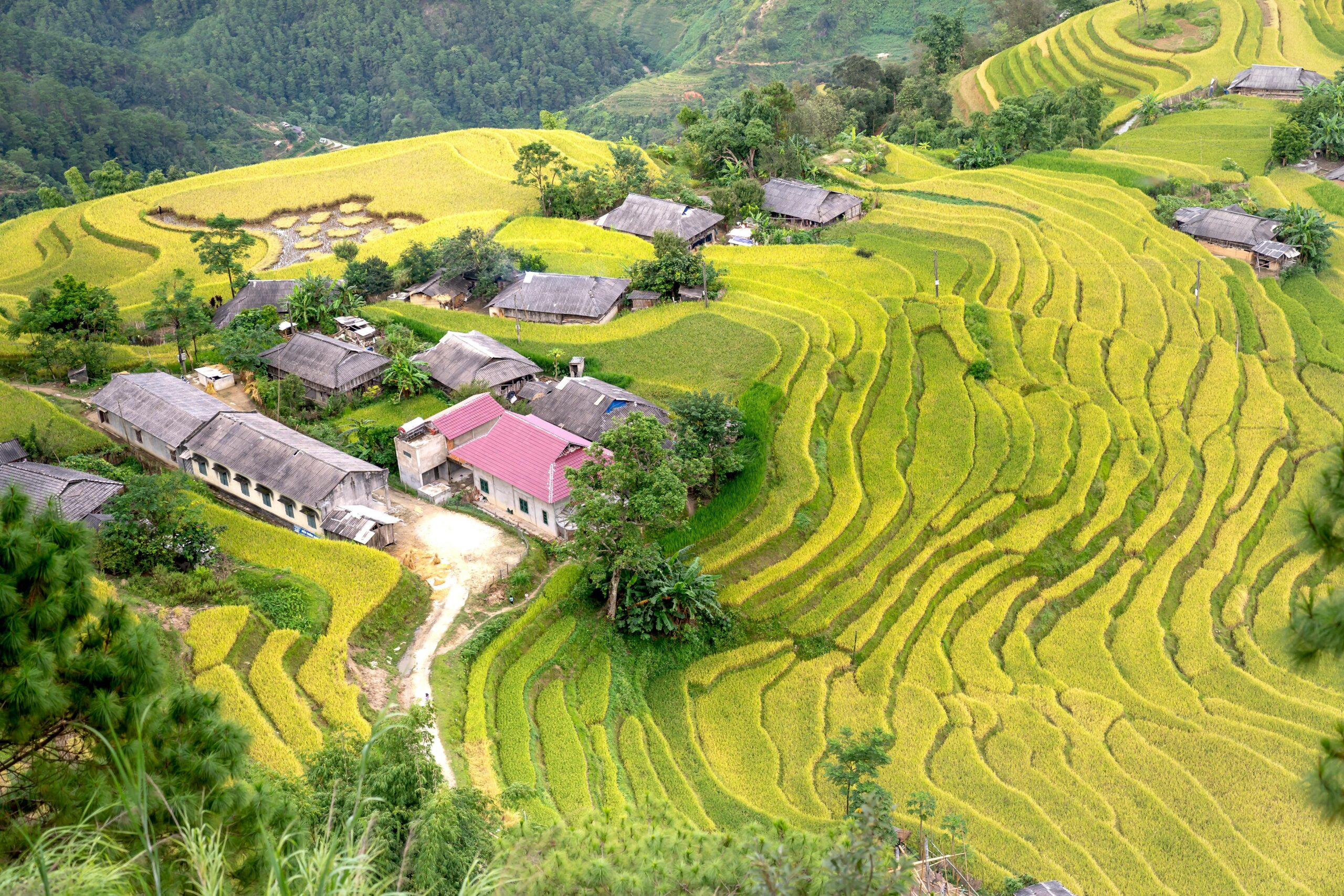 Scenic aerial view of rice terraces surrounding a rural village, showcasing vibrant green agriculture.