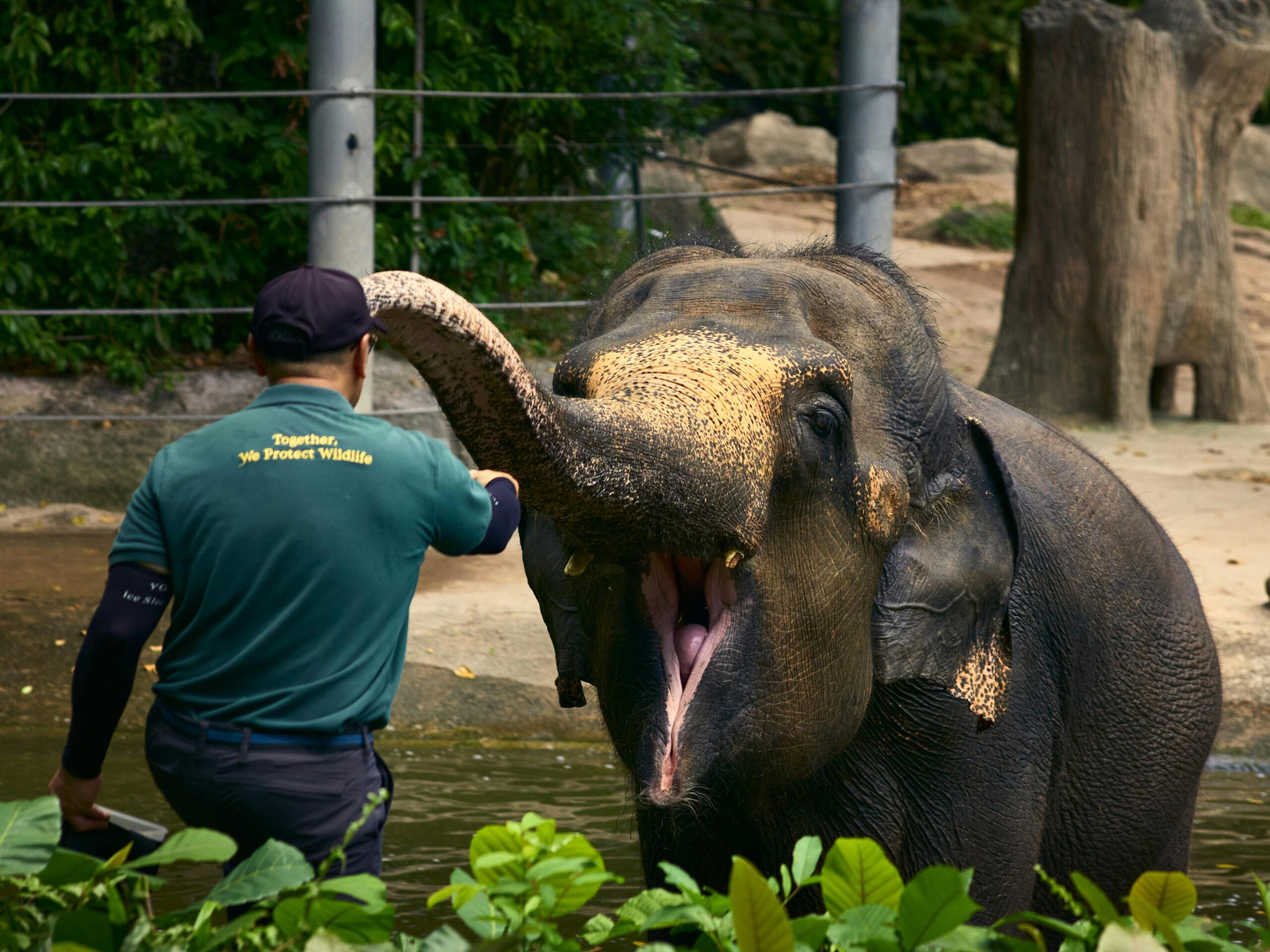 A zookeeper interacts with an Asian elephant in a zoo setting, promoting wildlife conservation.